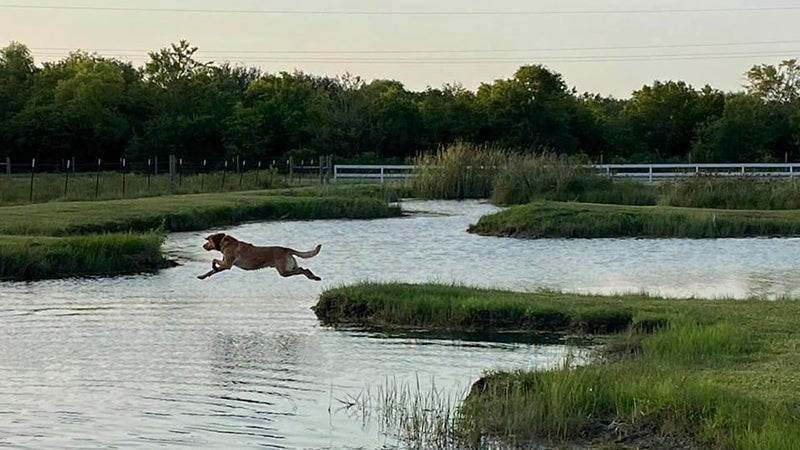 do dogs need salt in hot weather