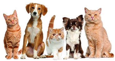 Pet heat safety tips summer approaches
